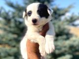 Petmode Köpek Çiftliğinden Border Collie Yavrularımız