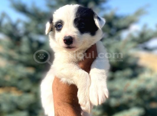Petmode Köpek Çiftliğinden Border Collie Yavrularımız görsel