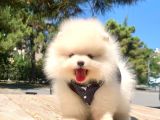 Teddy Face Boo Pomeranian Yavrular