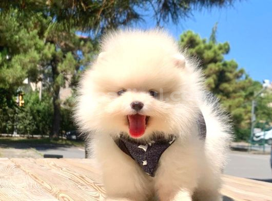 Teddy Face Boo Pomeranian Yavrular görsel