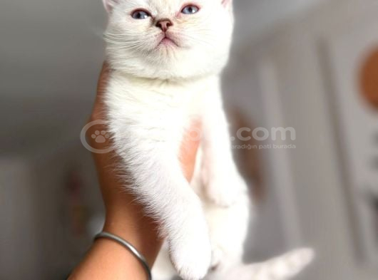 Pamuk Gibi Safkan British Shorthair Yavrular görsel