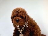 Seçkin Ailelere Özel Toy Poodle Bebekler