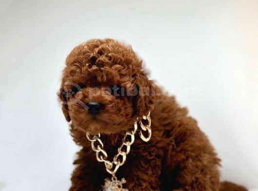 Seçkin Ailelere Özel Toy Poodle Bebekler görsel