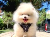 Teddy Face boo pomeranian yavrular