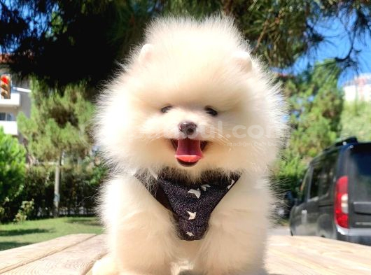 Teddy Face boo pomeranian yavrular