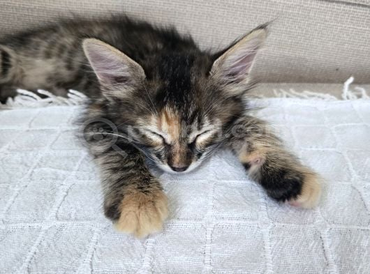2 Aylık Yavru Kedi görsel