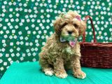 Oyuncu sosyal maltipoo bebekler