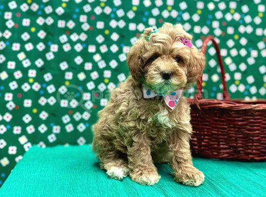 Oyuncu sosyal maltipoo bebekler