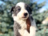 Petmode Köpek Çiftliğinden Border Collie Yavrularımız
