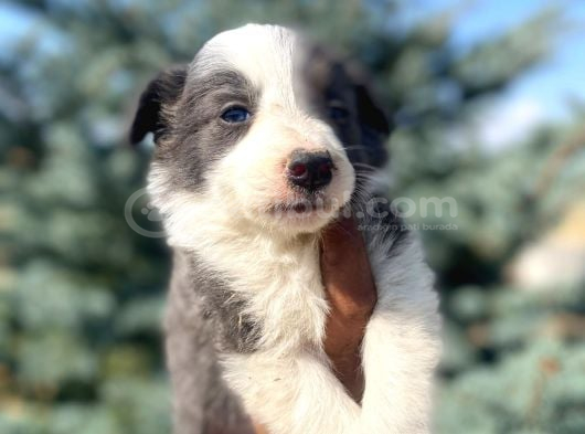 Petmode Köpek Çiftliğinden Border Collie Yavrularımız görsel