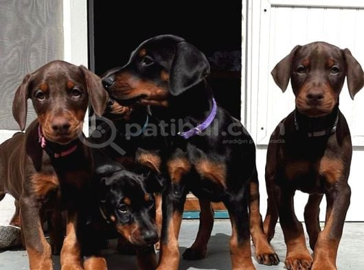 NEVADA CAFE SÜS KÖPEKLERİNE BENZEMEZ PİYASA SEFİRİ