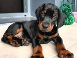 Nevada Cafe Süs Köpekleri̇ne Benzemez Pi̇yasa Sefi̇ri̇