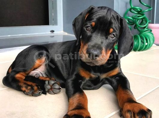 Nevada Cafe Süs Köpekleri̇ne Benzemez Pi̇yasa Sefi̇ri̇ görsel