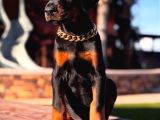 Nevada Cafe Süs Köpekleri̇ne Benzemez Pi̇yasa Sefi̇ri̇