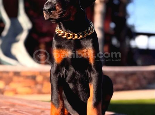 Nevada Cafe Süs Köpekleri̇ne Benzemez Pi̇yasa Sefi̇ri̇ görsel