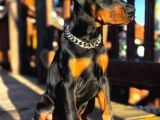 Nevada Cafe Süs Köpekleri̇ne Benzemez Pi̇yasa Sefi̇ri̇