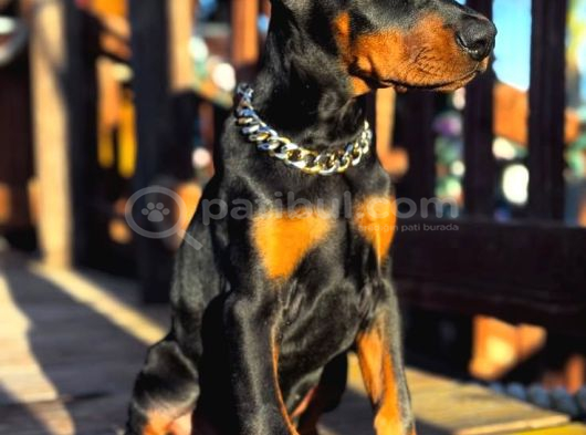 Nevada Cafe Süs Köpekleri̇ne Benzemez Pi̇yasa Sefi̇ri̇ görsel