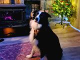 3 Yaşında Safkan Border Collie Ücretsiz Sahiplendirme