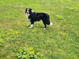 3 Yaşında Safkan Border Collie Ücretsiz Sahiplendirme
