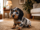 Long Hair Merle Dachshund Yavru