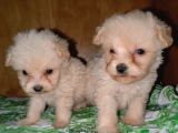 Kore Maltese Bebekler
