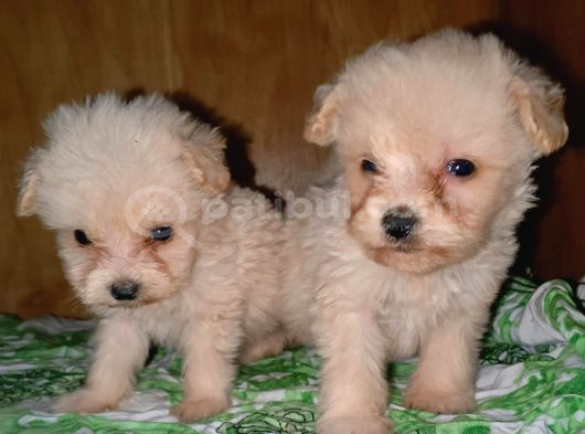 Kore Maltese bebekler