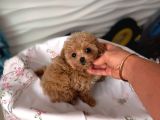 Toy Poodle Sevi̇mli̇ Yavrular Ev Üreti̇mi̇