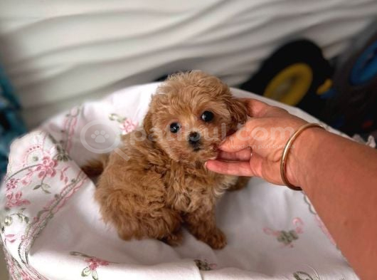 Toy Poodle Sevi̇mli̇ Yavrular Ev Üreti̇mi̇ görsel