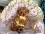 TOY POODLE SEVİMLİ YAVRULAR EV ÜRETİMİ