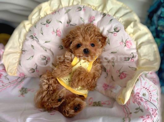 TOY POODLE SEVİMLİ YAVRULAR EV ÜRETİMİ