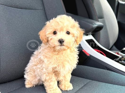 Kahve Tonlu Malti̇poo Ci̇nsi̇ Yavrular görsel