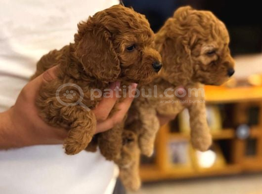 Red Brown Toy Poodle Yavrular Yeni Yuvalarını Bekliyor görsel