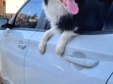 3 Yaşında Safkan Border Collie Ücretsiz Sahiplendirme