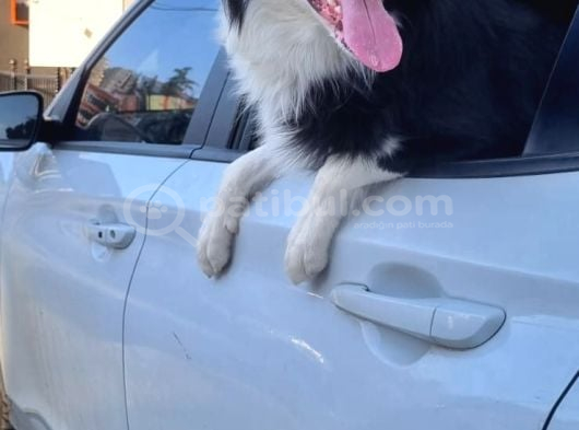 3 Yaşında Safkan Border Collie Ücretsiz Sahiplendirme görsel