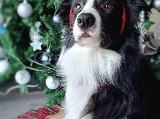3 Yaşında Safkan Border Collie Ücretsiz Sahiplendirme görsel