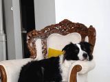 3 Yaşında Safkan Border Collie Ücretsiz Sahiplendirme