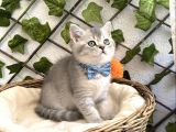 YAKIŞIKLI VE SEMPATİK BRİTİSH ERKEK BEBEK