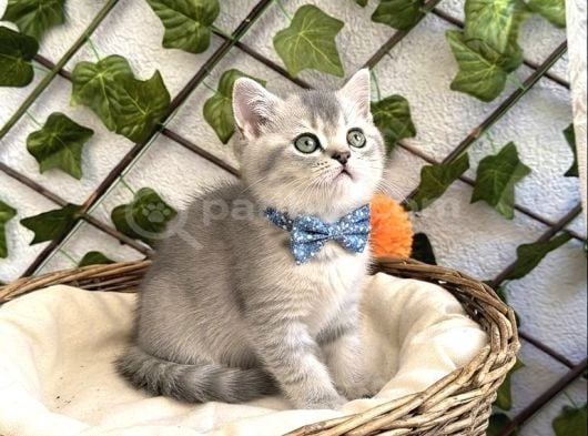 YAKIŞIKLI VE SEMPATİK BRİTİSH ERKEK BEBEK