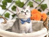 Yakişikli Ve Sempati̇k Bri̇ti̇sh Erkek Bebek