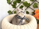Yakişikli Ve Sempati̇k Bri̇ti̇sh Erkek Bebek
