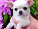 Minik Kar Beyaz Chihuahua Bebekler