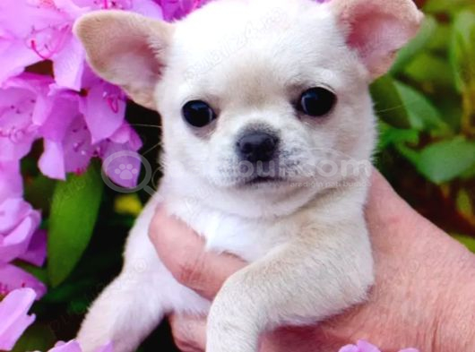 Minik Kar Beyaz Chihuahua Bebekler görsel