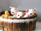Minik kar beyaz chihuahua bebekler