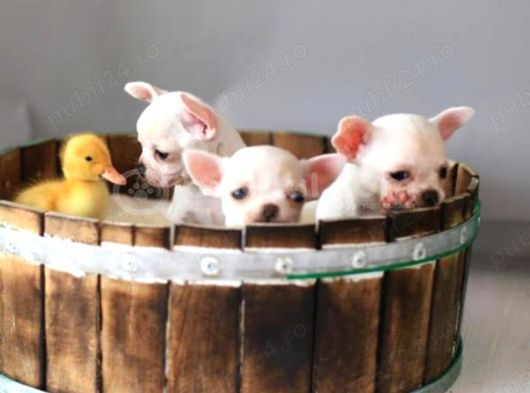 Minik kar beyaz chihuahua bebekler