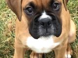 Eski̇ Soy Boxer Yavrularimiz