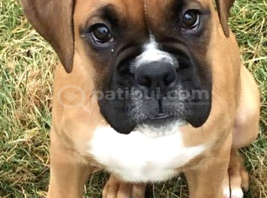 Eski̇ Soy Boxer Yavrularimiz görsel