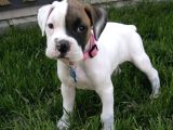 Eski̇ Soy Boxer Yavrularimiz