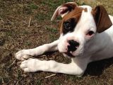 Eski̇ Soy Boxer Yavrularimiz