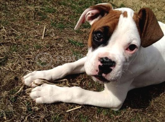 Eski̇ Soy Boxer Yavrularimiz görsel
