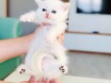 İlgi Böcüğü Dişi Shorthair Bebek